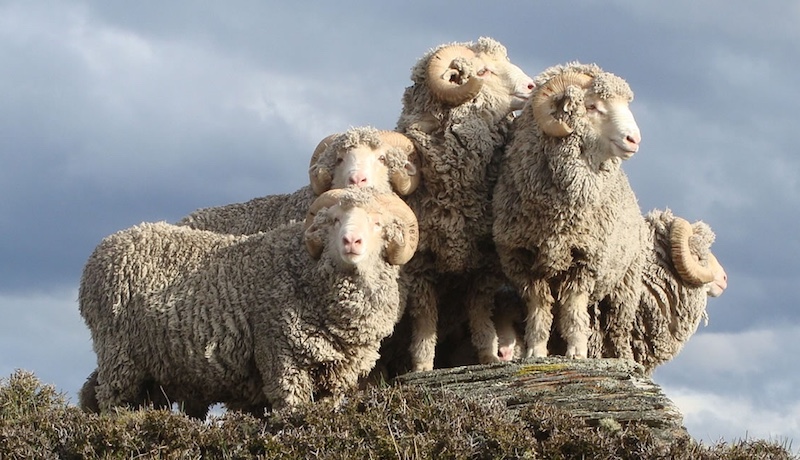 Què és la llana merino?